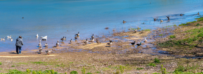 Woman feeding ducks and geese birds at Bella Vista Lake Park, Northwest Arkansas