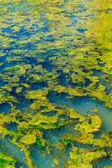 Green algae closeup texture background, blooming on blue lake water