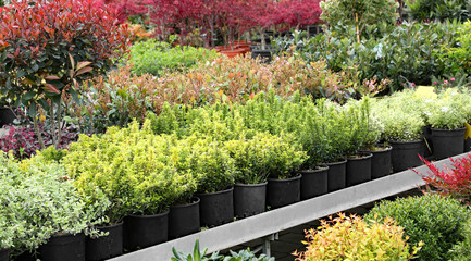 plants for sale in the greenhouse Florist