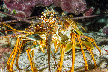 Spiny Lobster Close-Up Underwater