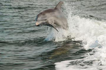 Dolphin Surfing the Wake in Gulf of Mexico