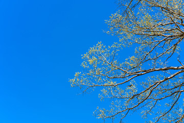 Branch of a tree blossom in spring backdrop texture
