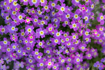 Aubrieta deltoidea or Aubretia plant flowering in spring, Kiparissi Lakonias, Peloponnese, Greece.