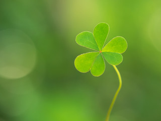 Green clover leaf on green background. Saint Patrick's Day. Means hope, faith, love and luck