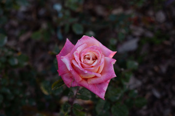 rose 9
