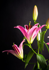 Beautiful Lily flower on dark background