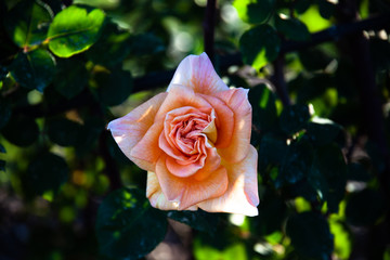rose 7