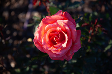 rose 6