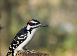 Downy Woodpecker Sitting On Tree Stump