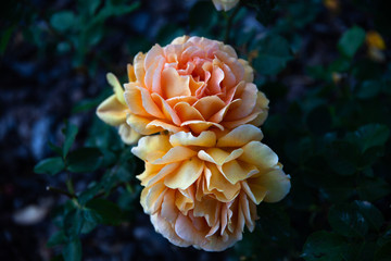 rose 1