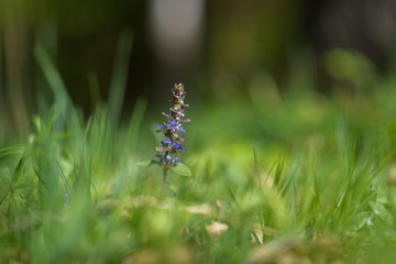 Lavender on a green meadow close-up.