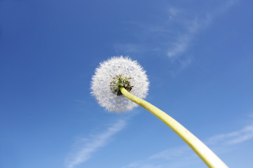 Obraz premium Schöne Pusteblume