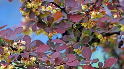 barberry sprig with flowers on background of blue sky