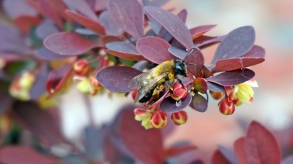 bee on a flowers of barberry, 