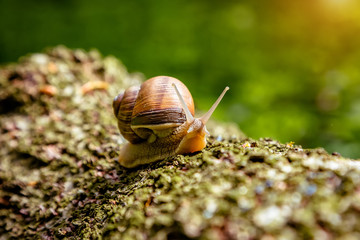 Snail on a tree in a summer park outdoors