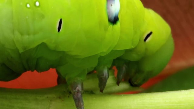 Oleander Hawk Moth Caterpillar (Daphnis nerii, Sphingidae), eat leaves of a plant.