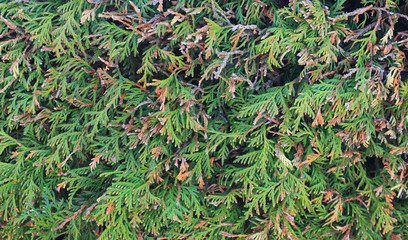 Spruce leaves close up. Dry conifer leaves wall background