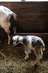 Adult and young goats in the barn