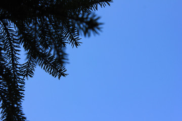 Spruce tree branch silhouette against empty blue sky background 