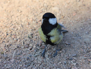 Obraz na płótnie Canvas The great tit passerine bird with eyes closed in nature sitting on sandy ground 