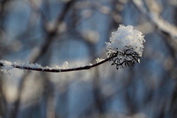branches covered with snow