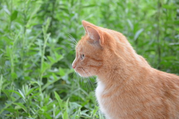 Naklejka na ściany i meble Adorable red cat against the background of green foliage outside in the garden.