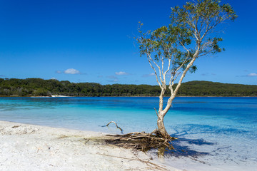 Lake Mackenzie on Fraser Island off the Sunshine of Queensland is a beautiful freshwater lake...