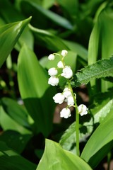 Flowering f the lily of the valley