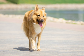 a dog on the nature