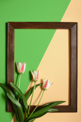 spring tulip flowers with frame on green and beige color background. Minimal art design