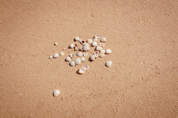 Pile of seashels on a red sand of Azove sea