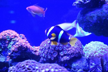 Aquarium fish Black and white fish clown (Amphiprion ocellaris)