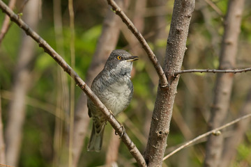 bird on a branch