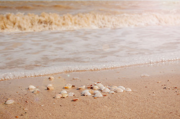 Pile of seashells on a red sand lying in disorder
