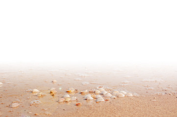Fototapeta na wymiar Pile of seashells on a red sand lying in disorder on white background