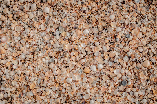 A lot of seashells lying in disorder on the beach of Azov sea.
