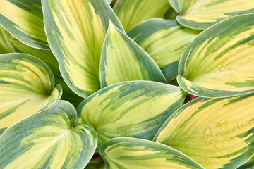 Abstract background of green yellow leaves of host flower in summer garden