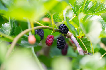 black ripe and red unripe mulberries on branch of tree