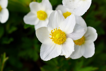Obraz na płótnie Canvas white flower