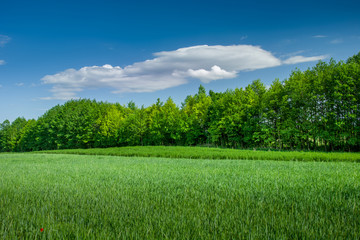Fototapeta premium Green field with cereal, forest and cloud on blue sky