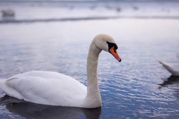 Obraz premium swan, white, swans, lake, water, sea, beautiful, bird, nature, blue, background, pond, light, animal, graceful, love, beauty, elegance, reflection, wild, romance, wildlife, calm, wing, feather