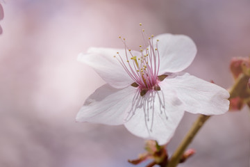 Cherry Blossoms