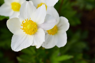 white flower in garden