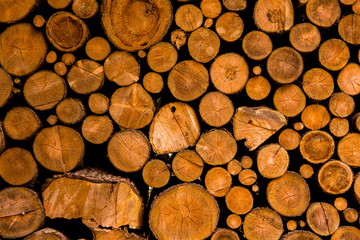 Cut tree timber. Background image of a cut tree. Pile of wood logs. Natural wooden background.