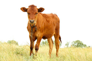 A young milky, brown calf stands on the grass