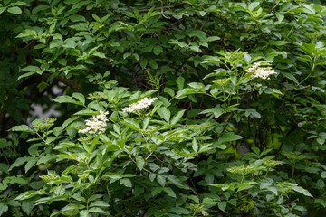White flowers and green leaves of Sambucus tree, known as elder or elderberry, view from below