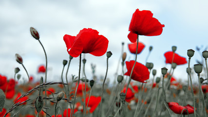Red poppies isolated on a blurred gray background.