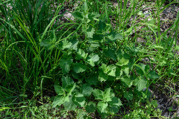 Bush of Lamium album commonly known as white nettle or white dead-nettle in a spring garden
