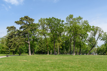 Landscape with green trees and grass and blue sky in a spring garden
