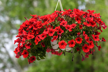 Large group of Petunia axillaris red flowers in  pot, with blue green blurred background in a garden in a sunny spring day